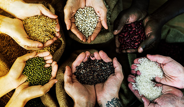 Do Estoque à Essência-O Grão como bem de produção e a proteção Patrimonial na Recuperação Judicial do Produtor Rur